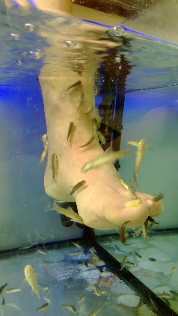 Ein Fuß taucht in ein Wasserbecken, während kleine Fische um ihn schwimmen, um Dornwarzen zu entfernen.