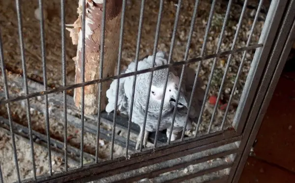 Ein grauer Vogel sitzt in einem offenen Vogelkäfig und schaut um sich, umgeben von Holz und etwas Streu auf dem Boden.