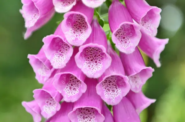 Die lila Glockenblumen blühen in einem Garten, ihre giftigen Merkmale sind in der Natur auffällig.