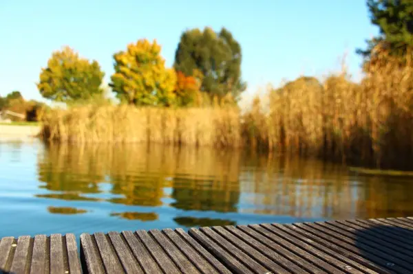 Eine Holzplattform steht am ruhigen Badesee, umgeben von buntem Laub und hohen Gräsern, perfekt für Badeunfälle zu vermeiden.