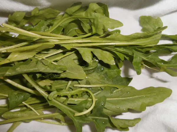 Frischer Rucola liegt auf einem weißen Tuch und zeigt, wie man bunten Salat frisch halten kann.