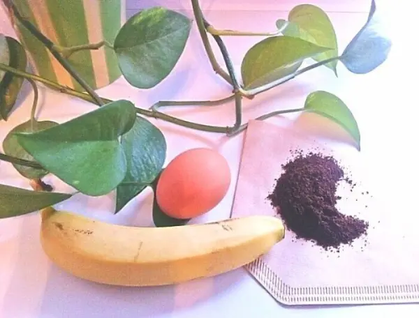 Eine Topfpflanze mit grünen Blättern liegt neben einer Banane, einem Ei und Kaffeepulver auf einem Tisch.
