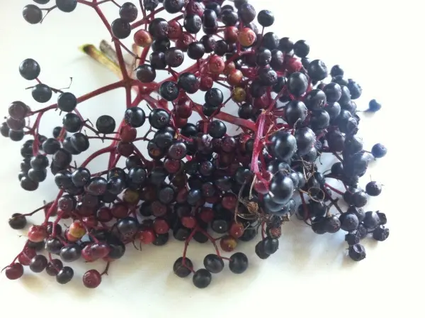 Schwarzer Holunderzweig mit saftigen, dunklen Beeren liegt auf einer hellen Oberfläche, bereit zur Verwendung bei Erkältung.