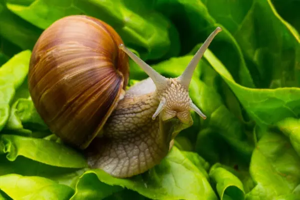 Eine Schnecke kriecht über frisches, grünes Salatblatt, während sie in einem Gartenumfeld Nahrung sucht.