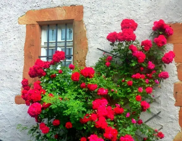Knallrote Kübelpflanzen blühen üppig an einer hellen Außenwand, während sie sich um ein Fenster ranken.