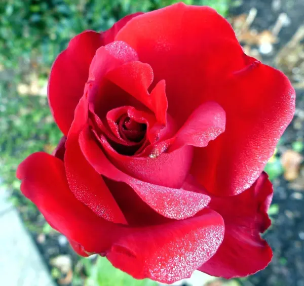 Eine rote Rose blüht prächtig, umgeben von grünem Laub im Garten, lebendig und frisch im Sonnenlicht.