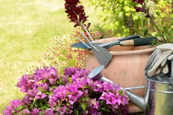 Gartengeräte liegen neben einem Blumentopf mit lila Bougainvillea in einem gepflegten, grünen Garten.