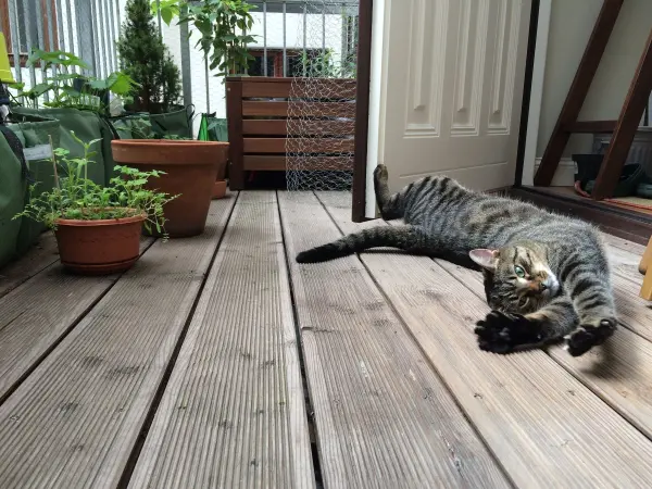 Eine entspannt auf dem Balkon liegende Katze dehnt sich neben Topfpflanzen und einem Holzkasten in einem hellen Raum aus.