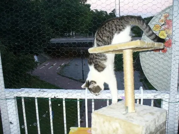 Eine Katze balanciert auf einem Kratzbaum auf dem Balkon, der mit einem Netz katzensicher gestaltet ist.