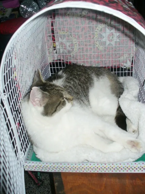 Im Transportkorb liegen zwei Katzen entspannt nebeneinander, um sich an den Korb für Reisen zu gewöhnen.