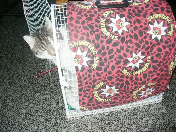 Eine Katze schaut neugierig aus einem bunten Transportkorb, während sie sich an ihre neue Umgebung gewöhnt.