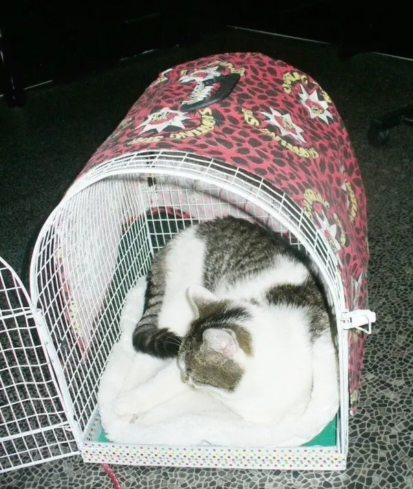 Eine Katze liegt entspannt in einem Transportkorb, der mit einem weichen Kissen ausgelegt ist.
