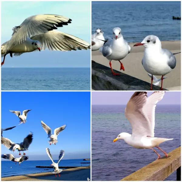 Eine Gruppe von Möwen fliegt über das Wasser und sitzt friedlich am Strand, ideal für bessere Fotografien in der Natur.