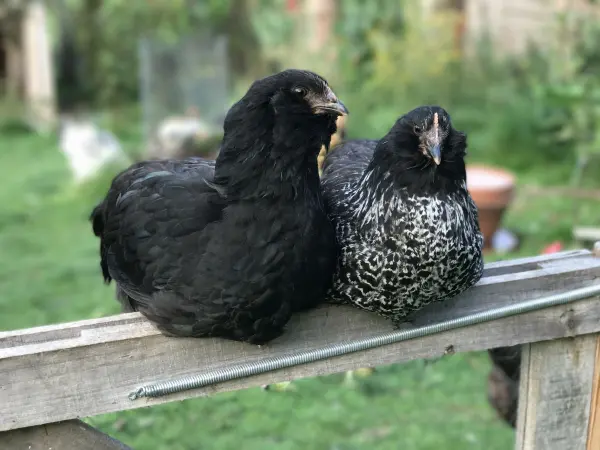 Zwei Hühner sitzen entspannt auf einem Zaunbrett im grünen Garten, umgeben von Büschen und Pflanzen.