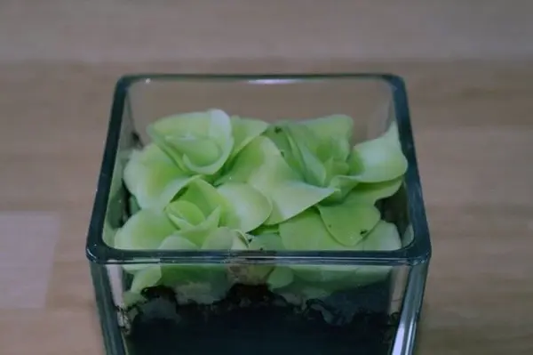 Eine fleischfressende Pflanze mit grünen Blättern wächst in einem Glasbehälter, umgeben von dunkler Erde.