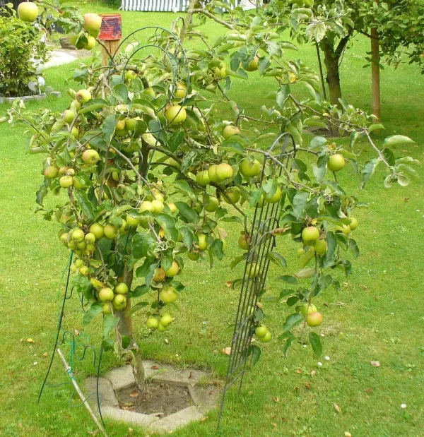 Äpfel hängen an einem kleinen Apfelbaum, der in einem grünen Garten gepflanzt ist, umgeben von lebendigem Gras.