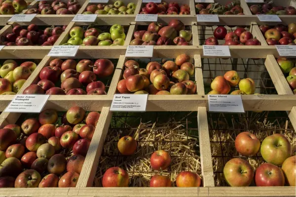 Saftige Äpfel liegen ordentlich in Holzboxen ausgestellt, um ihre verschiedenen Sorten auf einem Markttisch zu präsentieren.