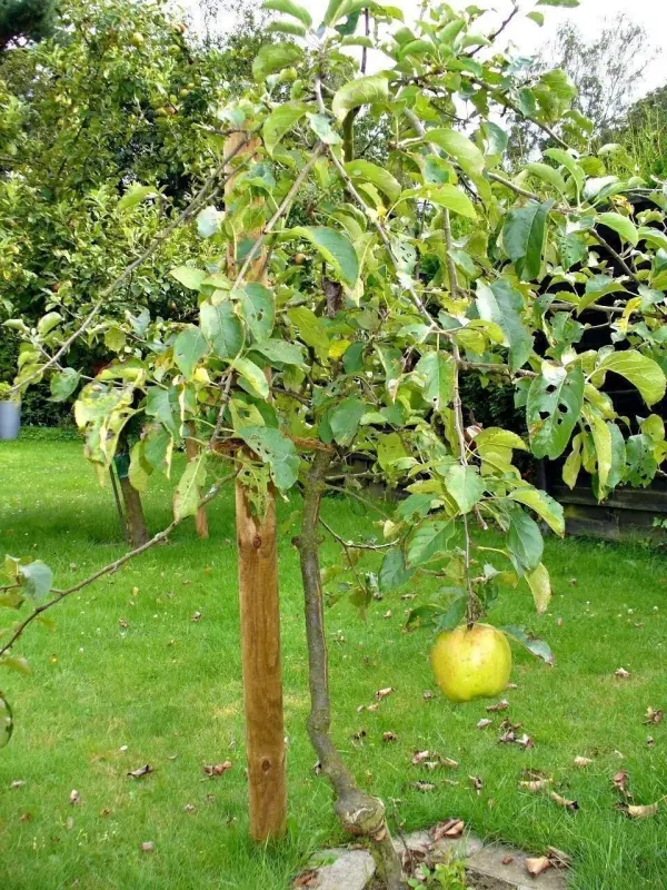 Ein Apfelbaum mit grünen Blättern trägt einen großen gelben Apfel in einem gepflegten Garten.