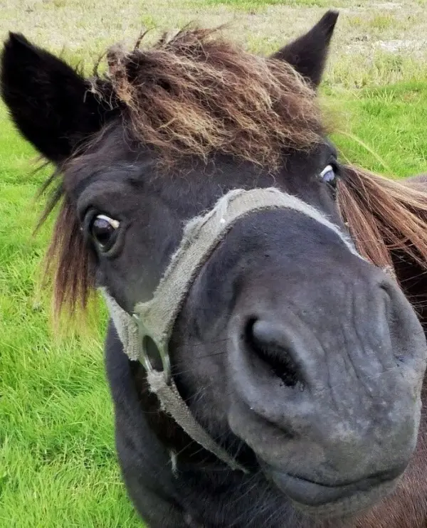 Ein Pferd mit einer auffälligen Mähne steht auf einer grünen Wiese und schaut neugierig in die Kamera.