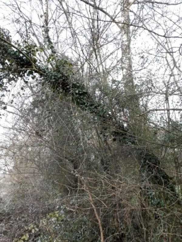 Efeu wächst an einem Baum, verdeckt seine Rinde und zeigt, wie er in einem dichten, bewaldeten Umfeld schädlich sein kann.