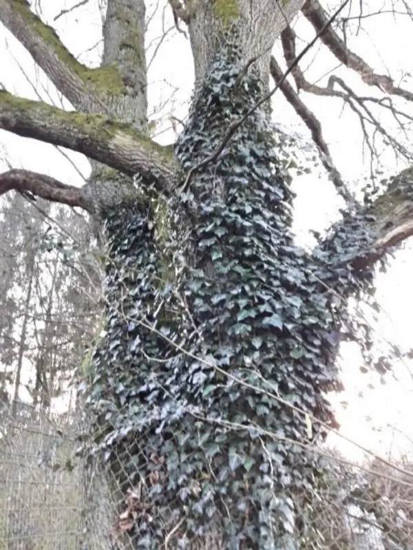 Efeu umschließt einen großen Baumstamm und zieht sich über die Äste, während sich der Baum in einer lichten Umgebung befindet.