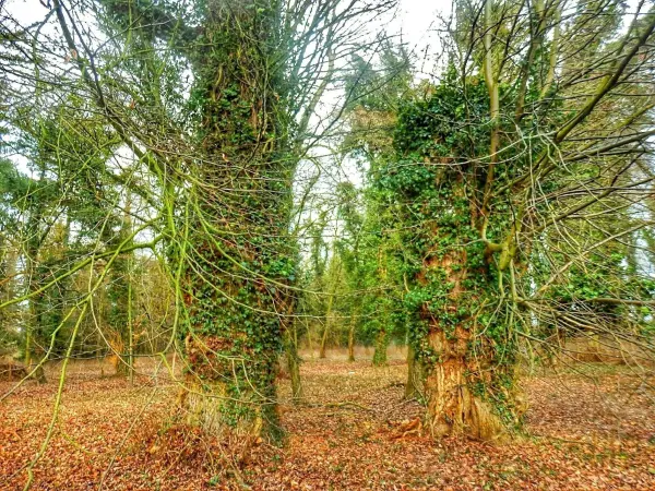 Zwei von Efeu überwucherte Bäume stehen in einem ruhigen Wald, während das Laub am Boden sanft leuchtet.