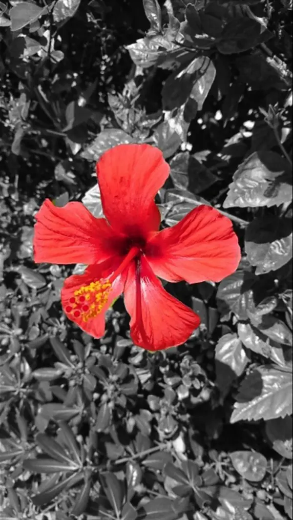 Ein leuchtend roter Hibiskus blüht inmitten grüner Blätter, schafft eine lebendige Urlaubsatmosphäre.