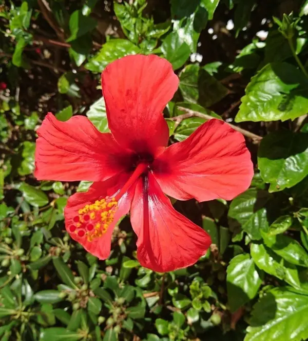 Ein leuchtend roter Hibiskus blüht strahlend in einem grünen Garten, der das Urlaubsgefühl einfängt.