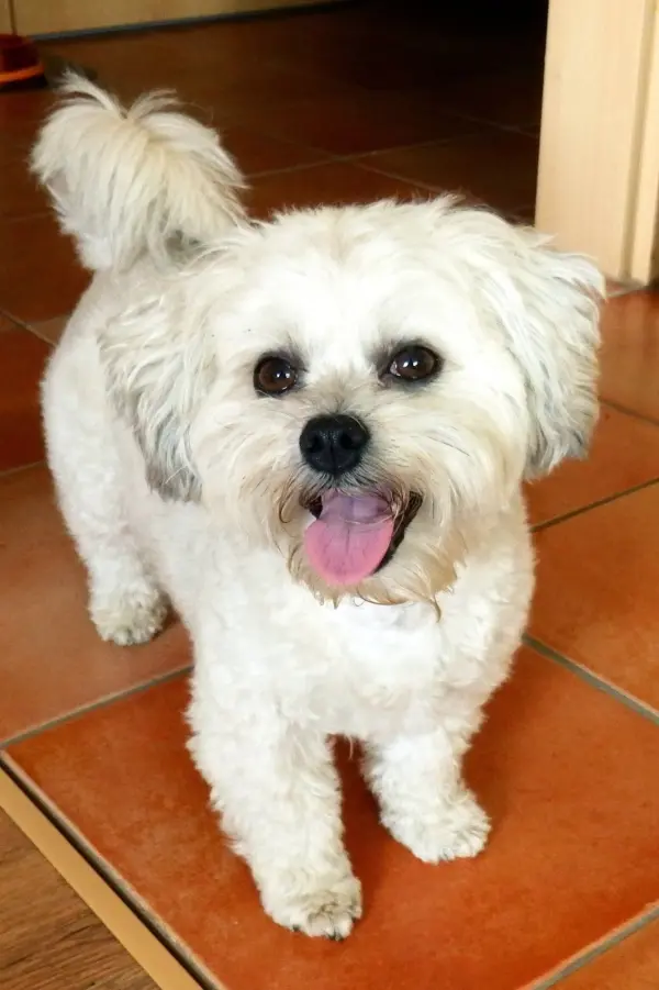 Ein fröhlicher, weißer Hund steht auf dem Boden und schaut mit offenem Mund und wedelndem Schwanz, bereit für Gesellschaft.