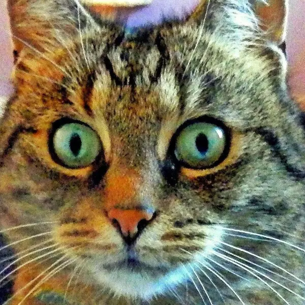 Eine große, starrende Katze sitzt aufmerksam da und blickt neugierig in die Kamera, umgeben von einem unscharfen Hintergrund.