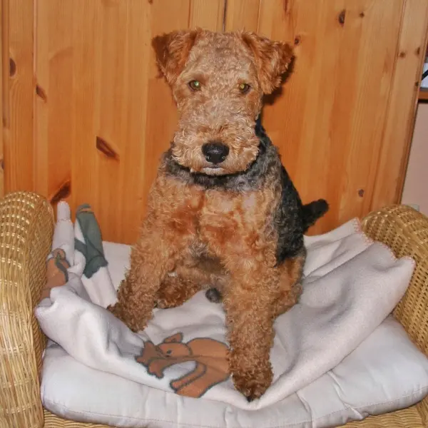 Ein Terrier sitzt auf einer Decke mit Tiermotiven in einem Korbstuhl vor einer holzverkleideten Wand.