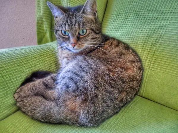Eine Katze liegt eingerollt auf einem hellgrünen Sessel und blickt aufmerksam in die Umgebung. Haustiere betreuen.