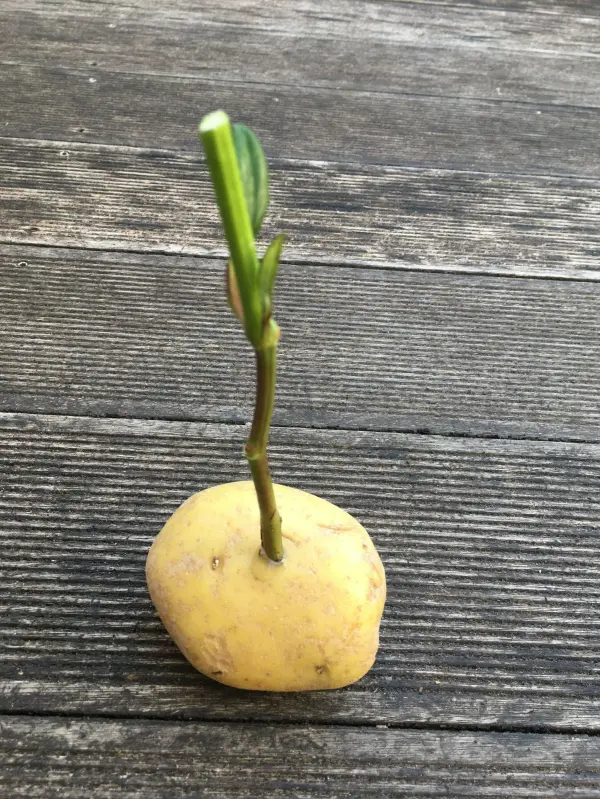 Eine Kartoffel mit einem grünen Trieb steht auf einer Holzoberfläche und symbolisiert die Zucht neuer Pflanzen.