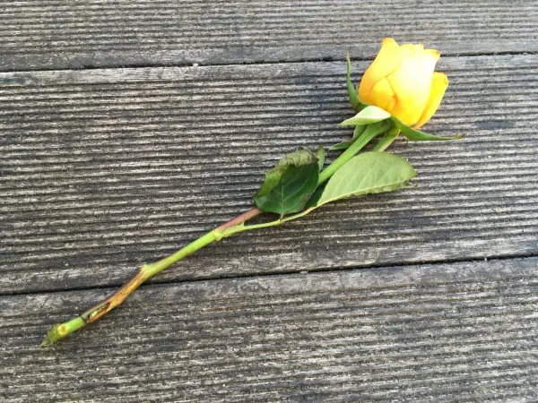 Eine verblühte gelbe Rose liegt auf einem holzernen Untergrund, bereit für das Züchten neuer Rosen.