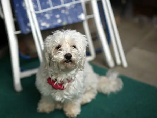 Ein kleiner, wuscheliger Hund sitzt aufmerksam auf einem grünen Teppich, während im Hintergrund Stühle zu sehen sind.