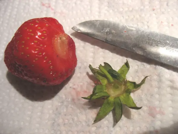 Eine frische Erdbeere liegt auf einem Küchenpapier, während ein Messer daneben den Stil entfernt – ideal zum Waschen und Putzen.
