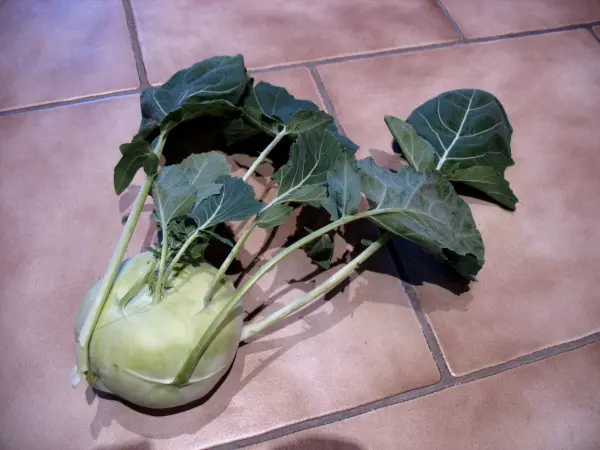 Ein Kohlrabi mit frischen Blättern liegt auf einem Fliesenboden und zeigt die verwertbaren Teile des Gemüses.