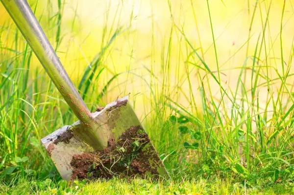 Eine Schaufel gräbt in das grüne Gras, was auf eine potenzielle Grasmilben-Befall hinweisen könnte.