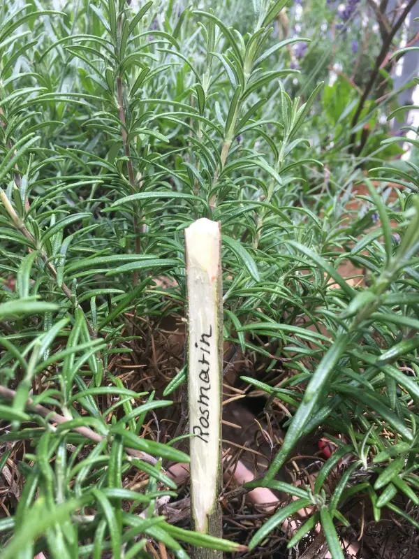 Ein Holzschild steht in einem Rosmarinbeet und zeigt die Beschriftung „Rosmarin“. Es ist umgeben von frischen, grünen Pflanzen.