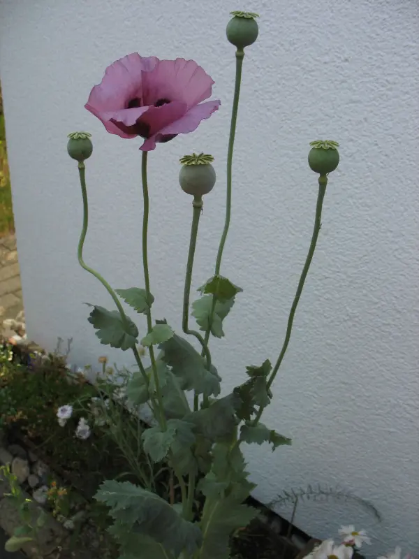 Eine Mohnblume steht elegant mit ihrer lila Blüte und mehreren unreifen Samenkapseln vor einer weißen Wand in einem Garten.