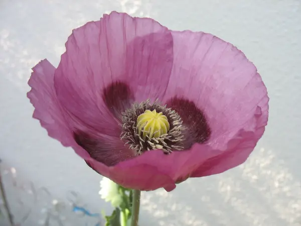 Eine Mohnblume in sanften Rosa- und Lilatönen blüht offen mit gelbem Staubgefäß, umgeben von einer hellen, unscharfen Wand.