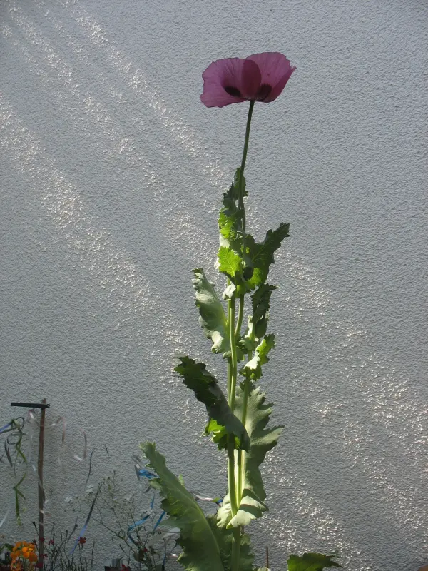Eine hohe Mohnblume blüht majestätisch im Sonnenlicht, umgeben von grünen Blättern vor einer hellen Wand.