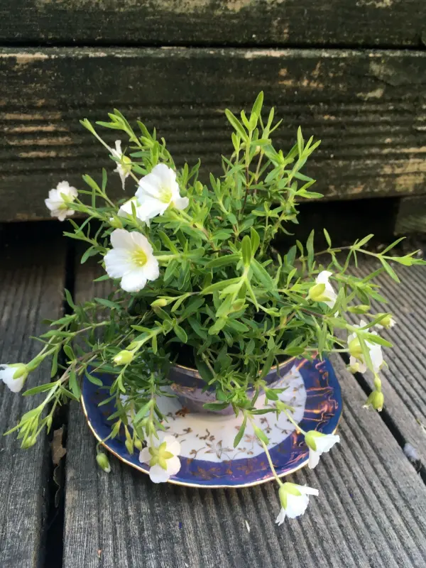 Eine Teetasse, gefüllt mit grünen Pflanzen und weißen Blüten, steht auf einem Unterteller auf einem Holzbalkon.