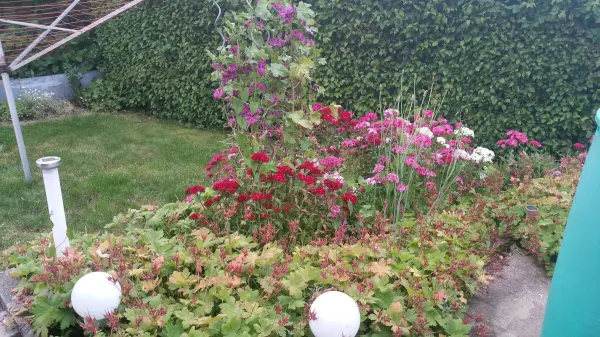 Strauchbasilikum steht in einem Gartenbeet und zieht Bienen an, umringt von grünen Pflanzen und einem gepflegten Rasen.