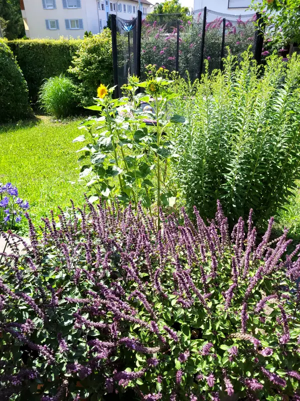 Strauchbasilikum sorgt im Garten für ein Blütenmeer und lockt zahlreiche Bienen an – ideal für mehr Artenvielfalt vor deinem Haus.