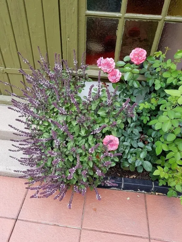 Strauchbasilikum blüht prächtig neben rosa Blumen, umgeben von einer Terrasse und einer grünen Wand.