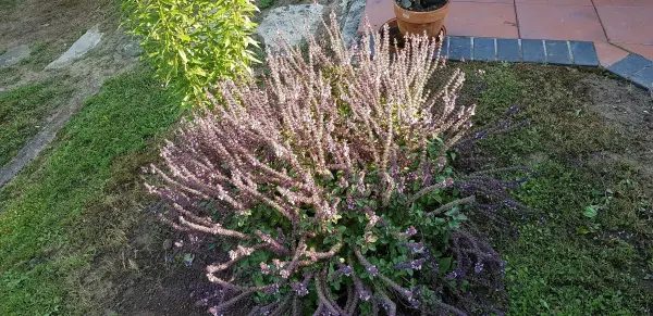 Strauchbasilikum wächst üppig im Garten, bietet Bienen Nahrung und blüht in sanften Lilatönen in der Nachmittagssonne.