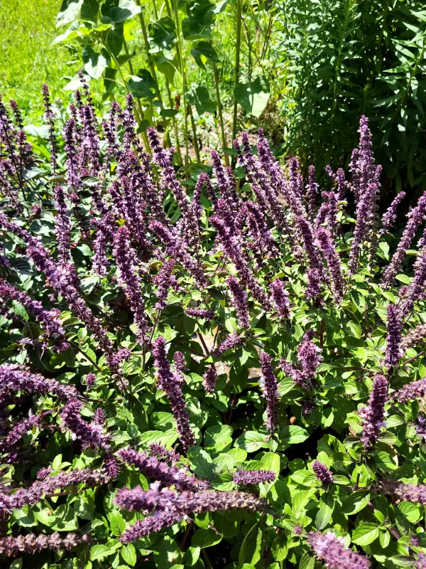 Strauchbasilikum verschönert deinen Garten, zieht Bienen an und sorgt für mehr Leben im Beet, wie im Artikel empfohlen.