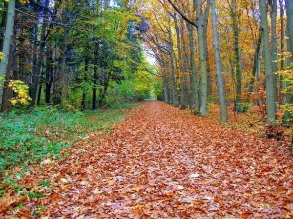 Ein Waldweg ist mit buntem Laub bedeckt, während Bäume in Herbstfarben die Umgebung prägen. Das Wood Wide Web zeigt sich hier.
