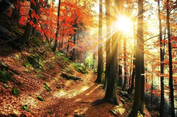Ein sonnendurchfluteter Waldweg, gesäumt von bunten Herbstblättern, zeigt das einzigartige Wood Wide Web in Aktion.